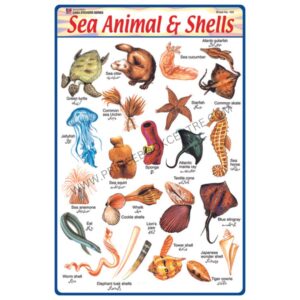 Sticker Of Sea Animal & Shells