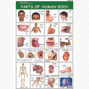 Sticker Of Parts Of Body