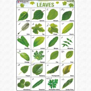Sticker Of Leaves